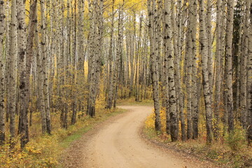 A windy road in an aspen grove in autumn