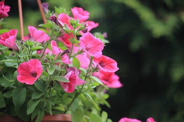 Obraz premium Beautiful pink or purple petunia flowers in a pot . Selective focus.. High quality photo