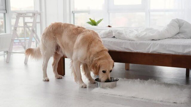 Adorable golden retriever dog eating feed in the bedroom from metal bowl. Cute doggy with his food in the morning time at home. Care about pet.