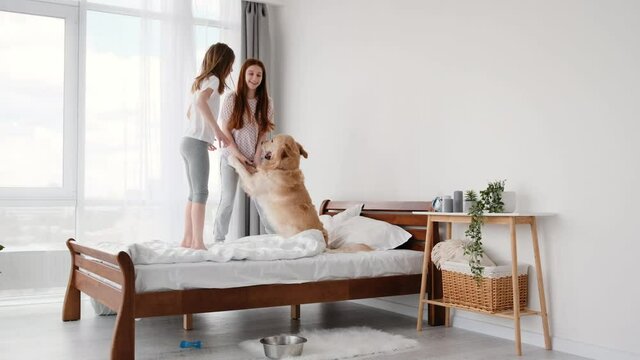 Girls jumping in the bed with adorable golden retriever dog. Two beautiful sistrers having fun with doggy in the bedroom in sunny day. Leisure of children and pet
