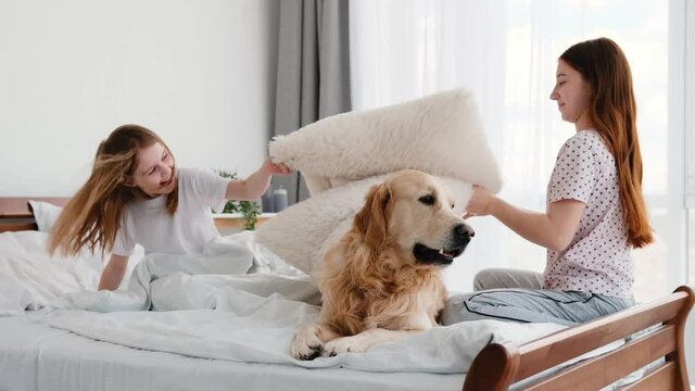 Happy girls fighting with pillows in the bed and adorable golden retriever dog lying close to them and looking at camera. Two beautiful sistrers having fun with doggy in sunny day. Children and pet