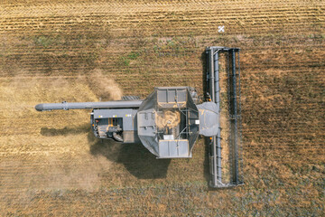 Harvesting in progress. Aerial view of black combine harvester harvesting wheat in field.