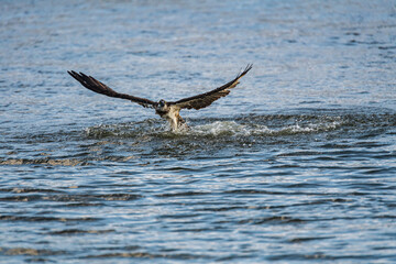 遠賀川河口堰の魚を捕食するミサゴ