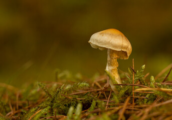 mushroom in the grass
