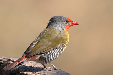 Green-winged Pytilia