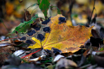 une feuille d'érable en automne avec une tache goudronneuse