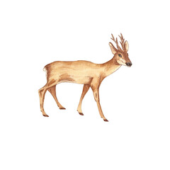 Watercolor illustration of a roe deer, on a white background, isolated © Natasha Parfe