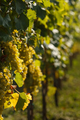 A grapevine with delicious juicy white grapes hanging on the slope of a vineyard in a beautiful sunrise.