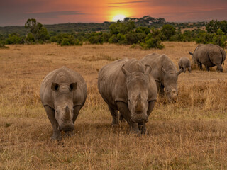 Fototapeta premium White Rhinoceros Ceratotherium simum Square-lipped Rhinoceros at Khama Rhino Sanctuary Kenya Africa.