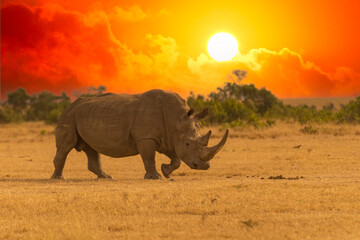 White Rhinoceros Ceratotherium simum Square-lipped Rhinoceros at Khama Rhino Sanctuary Kenya Africa.