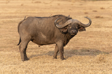 A Big old Cape Buffalo Dagga Bull ( Syncerus caffer) on a open grass plain