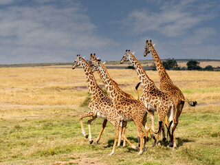 Giraffe in front Amboseli national park Kenya masai mara.(Giraffa reticulata) sunset.