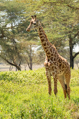 Giraffe in front Amboseli national park Kenya masai mara.(Giraffa reticulata) sunset.