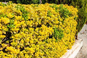 The mountain village of Kakopetria fascinates tourists not only with its ancient temples and houses, but also with many flowers on the stone-paved streets.   