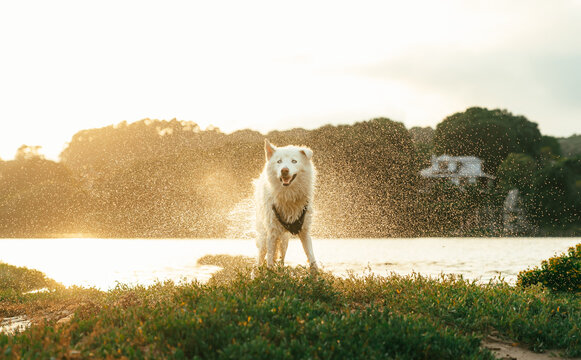 Samoyed dog on grassy shore
