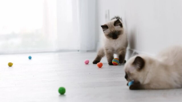 Adorable ragdoll kittens playing with colorful balls on the floor at home. Little domestic purebred cats with toys in the light room