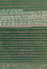 beds of young cabbage growing on the farm, aerial view. agricultural field of cabbage planted in rows