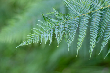 green leaf of fern, blurred background