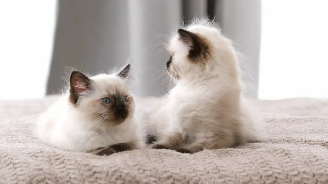 Two adorable fluffy ragdoll kittens lying in the bed and looking around. Pair of little beautiful cute cats with beautiful blue eyes resting at home