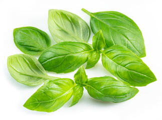 Macro shot of fresh green basil leaves isolated on white background.