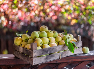 Ripe apples in the wooden boxes. Colorful blurred autumn foliage at the background.