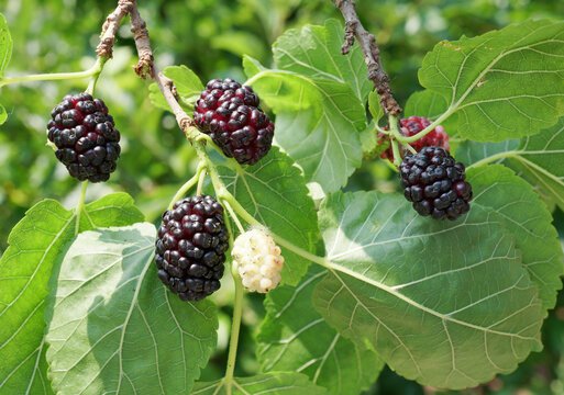 Ripe black mulberries fruits between green leaves on the tree.