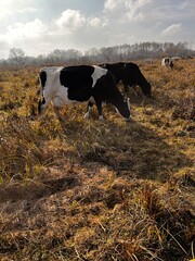 cow on the meadow