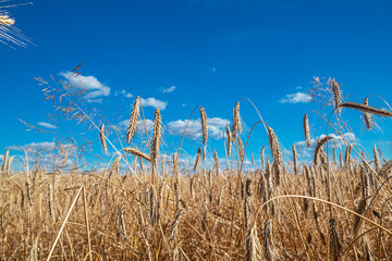 Panoramic view of wheat field and blue sky at the background.  Ears of wheat on the foreground close up.