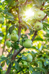 Ripe golden yellow apples on apple branch. Organic fruit in the orchard garden close-up.