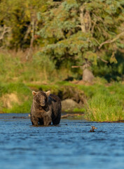 Bear in River