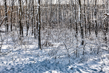 Winter forest landscape in the evening