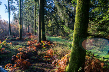 paysage de foret domaniale