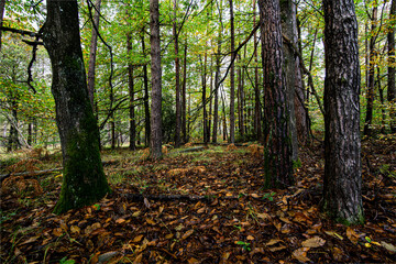 paysage de foret domaniale