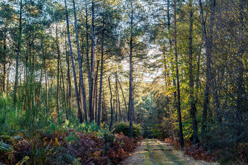 Fototapeta premium paysage de foret domaniale