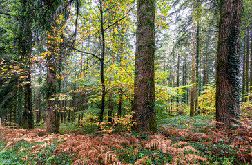 paysage de foret domaniale