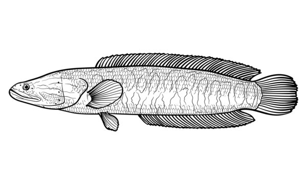 Hand-drawn fish Snakehead. Black and white. Vector sketch of a fish, isolated on a white background.