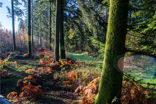 paysage de foret domaniale