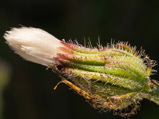 Joli bouton en forme de plumeau d'une Picride (asteraceae).