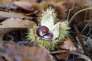 Walk in the woods and chestnut picking
