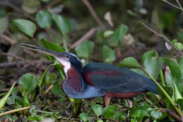 The agami heron (Agamia agami)