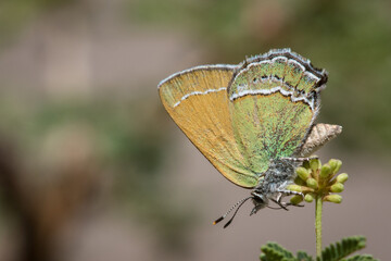 Sandia Hairstreak, Callophrys mcfarlandi