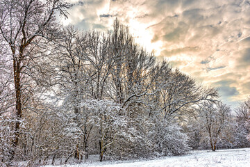 Winter landscape of the forest edge in the evening