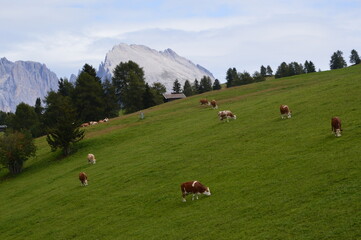 Alps mountain cows graze on a pasture 