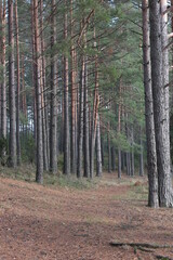 Russian forest