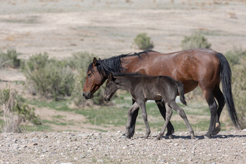 Naklejka na ściany i meble Wild Horse Mare and Foal in the Utah Desert