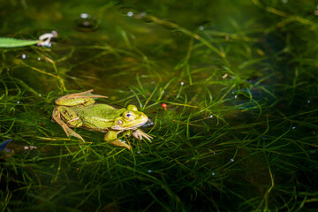 Calling pond frog in the water