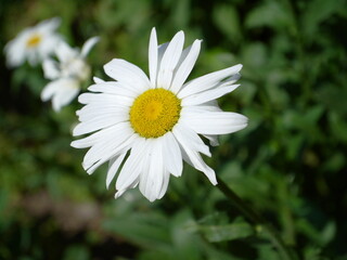 Obraz premium white daisy flower