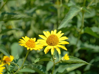 yellow sunflower in the garden