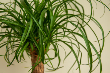 The Beaucarnea Recurvata plant, also known as Ponytail Palm, or Nolina