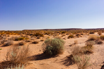 Wild weeds dot the dry sandy desert landscape near Upper Antelope Canyon, Arizona, USA.